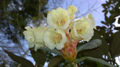 WP_20170416_038 Rhododendron sinofalconeri C&H 7183.jpg