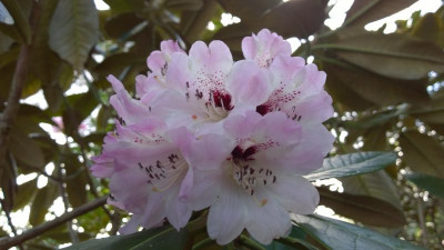 WP_20170416_041 Rhododendron rex Sich1154.jpg