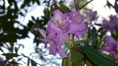 WP_20170416_045 Rhododendron polylepis C5025.jpg
