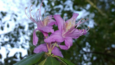 WP_20170416_049 Rhododendron polylepis CH&M2500.jpg