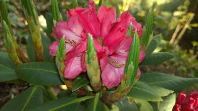 WP_20170416_054 Rhododendron onii KCV 1116.jpg