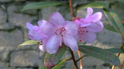 WP_20170416_061 Rhododendron tephropeplum APA 088.jpg