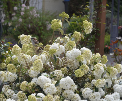 Viburnum-Eskimo.17-3.jpg