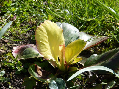 2017-04-16 Bergenia.jpg