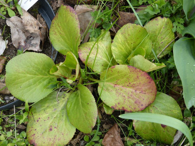 2017-04-13 Bergenia 2.jpg