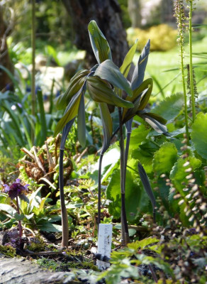 2017-04-16 Polygonatum 'Betberg'.jpg