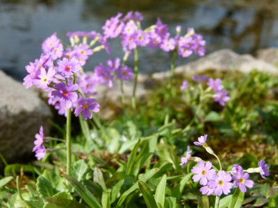 P1100427.JPG