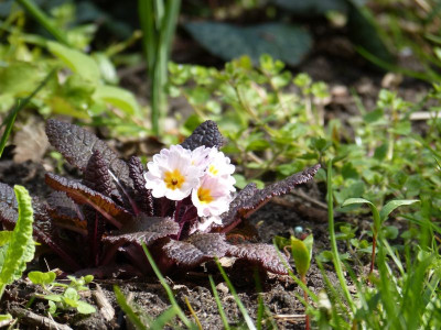 2017-04-16 Primula vulgaris 'Avoca'.jpg