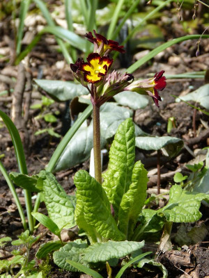 2017-04-16 Primula Barnhaven.jpg