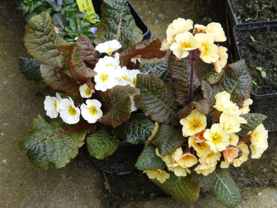 2017-04-13 Primula.jpg