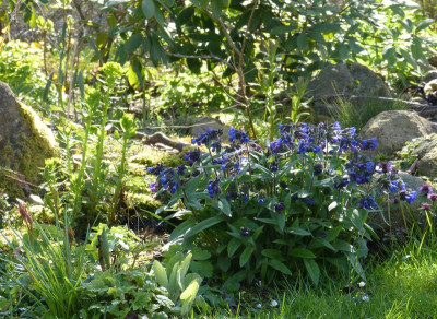 2017-04-16 Gartenimpressionen 3.jpg