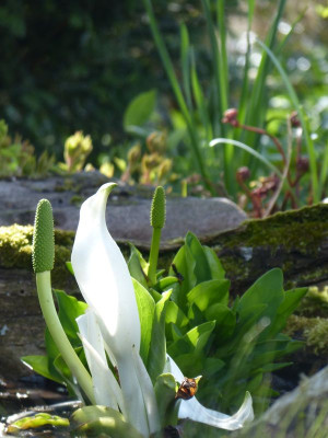 2017-04-16 Gartenimpressionen 4.jpg