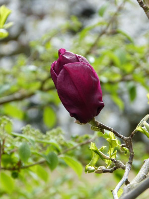 2017-04-16 Magnolia 'Genie' 2.jpg