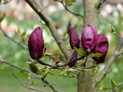 2017-04-16 Magnolia 'Genie' 3.jpg
