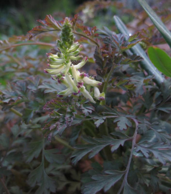 107 Corydalis.jpg