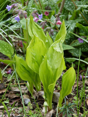 2017-04-16 Hosta 'German Sauerkraut'.jpg