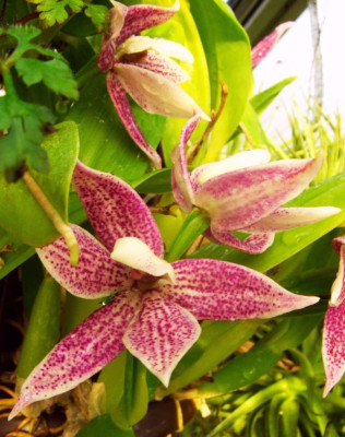 Encyclia_garciana_06.jpg