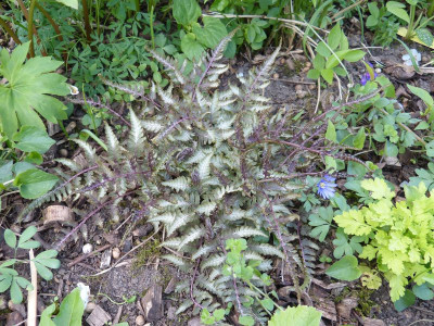 2017-04-16 Farne Athyrium niponicum 1.jpg