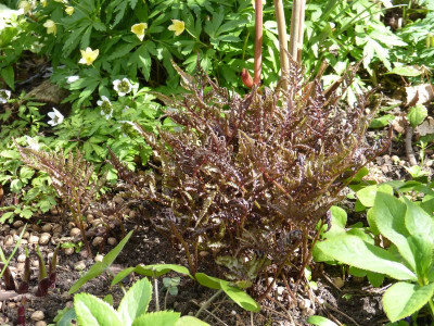 2017-04-16 Farne Athyrium niponicum 2.jpg