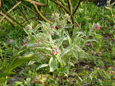 2017-04-13 Pulmonaria 'David Ward'.jpg