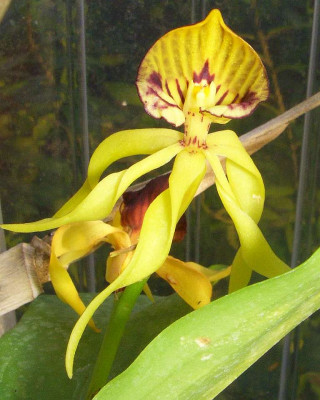 Encyclia_cochleata_06.jpg