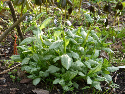 2017-04-13 Pulmonaria.jpg