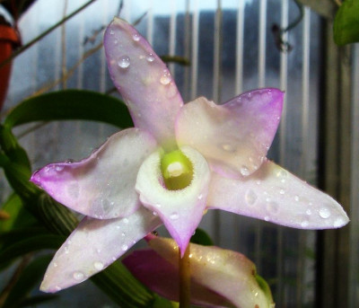 Dendrobium_Detail_06.jpg