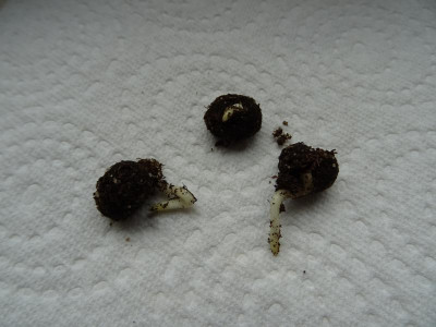 Trachycarpus fortunei Germination April 2017.JPG