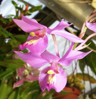 Barkeria_melanocaulon_x_scandens.jpg