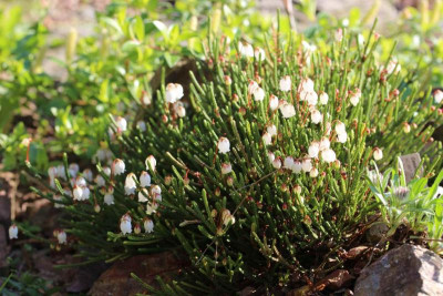 Cassiope mertensiana 14.04.17.jpg
