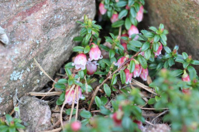 Gaultheria trichophylla Detail 16.04.17.jpg