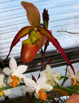 Phragmipedium_Sorcerers_Apprentice_und_Phalaenopsis_Mini_Mark.jpg