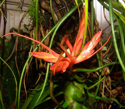 Tillandsia_bulbosa_06.jpg