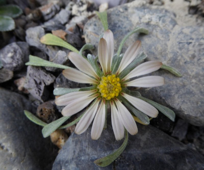 Townsendia jonesii var. lutea   ...   8.4.17 003.jpg