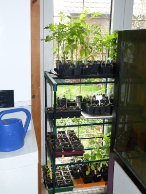 2017-04-16 Tomaten.jpg