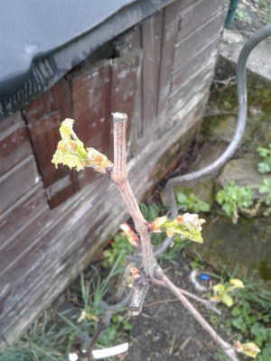 20170417_121606.jpg