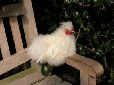 PUSCHELHUHN.jpg