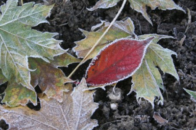 frost8.JPG