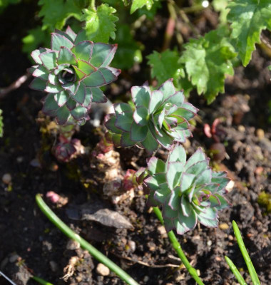 Rhodiola_rosea.17-1.jpg