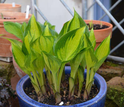 Hosta-Justine.17-1.jpg