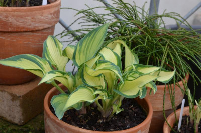 Hosta-TeachersPride.17-2.jpg