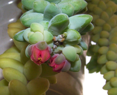 Sedum_morganianum_Blute.jpg