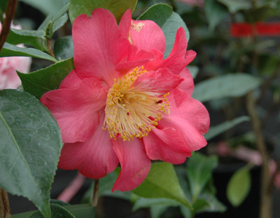 Scented-Sun_1.jpg