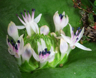 Massonia_echinata_Blute_06.jpg