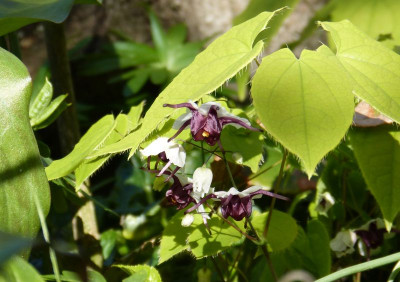 2017-04-17 Epimedium epsteinii cpc 940347.jpg