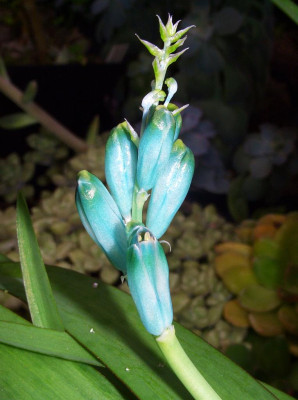 Lachenalia_viridiflora_06.jpg