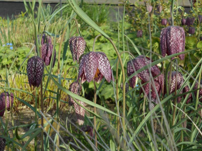 Fritillaria meleagris1.JPG