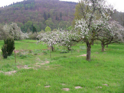 Apfelblüte auf der Wiese DSCN9020.JPG