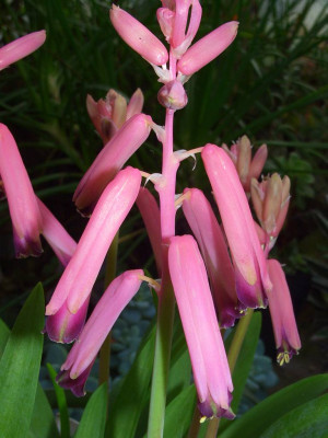 Lachenalia_bulbifera.jpg