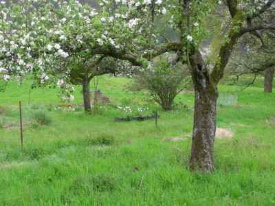 Apfelblüte auf der Wiese DSCN9021.JPG